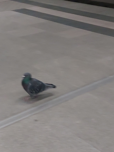 Haustaube observed by knorkater