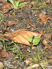 Anisoptera