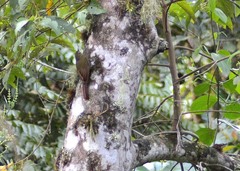 Glyphorynchus spirurus