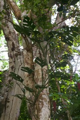 Monstera adansonii var. laniata image