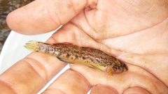 Etheostoma coosae