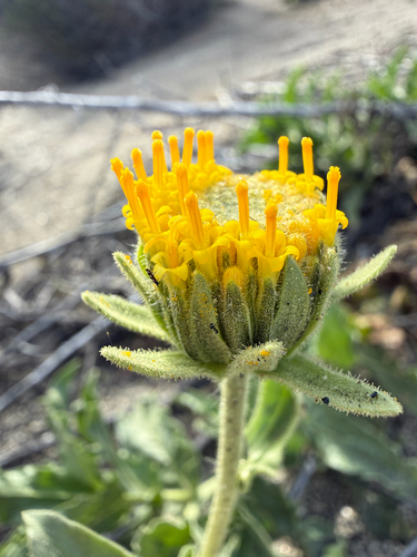 Sticky Desertsunflower (Geraea viscida)