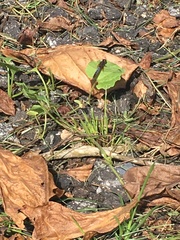 Anisoptera