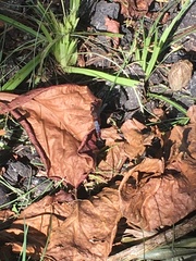 Anisoptera
