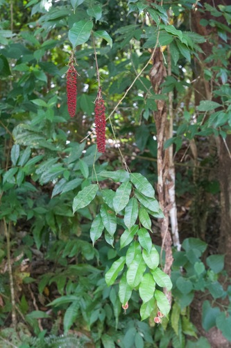 Mabea occidentalis