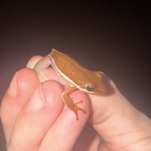 Green Treefrog observed by ozzy_roberts0816