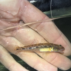 Freshwater Goby photo 2