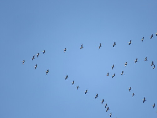 Sandhill Crane observed by cnacree