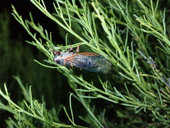 Platypedia bernardinoensis