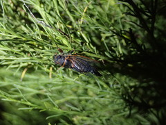 Platypedia bernardinoensis