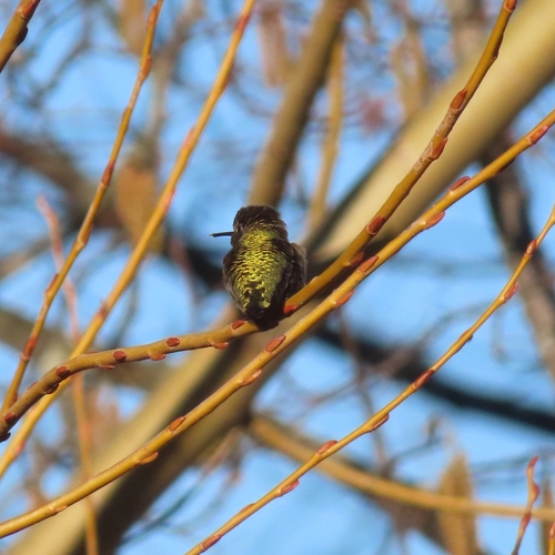 Anna's Hummingbird observed by wesgapp