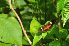 Heliconius clysonymus