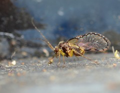 Ptiloneuridae