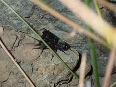 Gryllus saxatilis