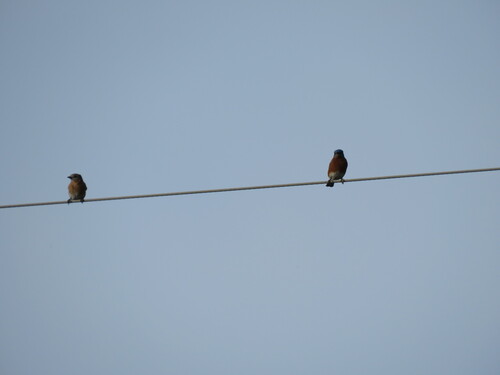 Eastern Bluebird observed by cnacree