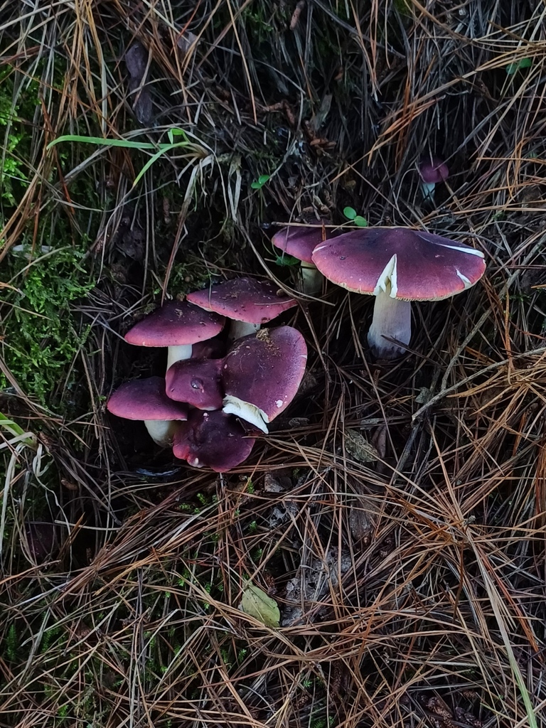 Russula sardonia · May 2024 · photo: © chorero (iNaturalist, cc-by)