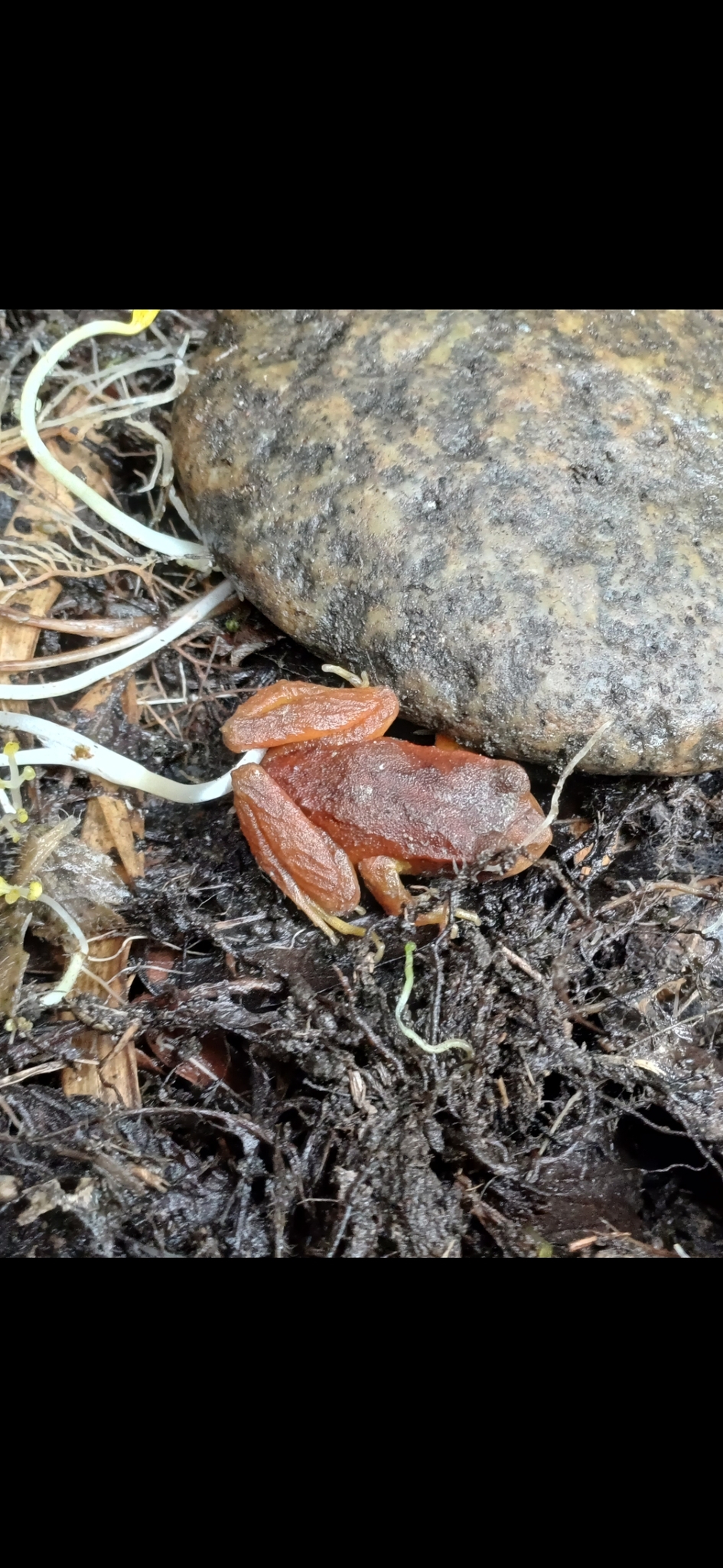 Eupsophus altor Nuñez, Rabanal & Formas, 2012