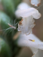 Spiranthes bightensis, photograph (c) Zihao Wang, some rights reserved (CC BY)
