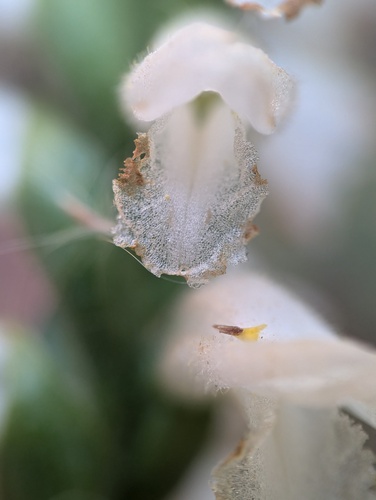 Spiranthes bightensis, photograph 2