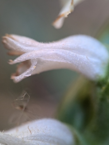 Spiranthes bightensis, photograph 3