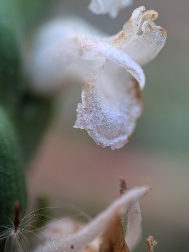 Spiranthes bightensis, photograph 1