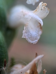 Spiranthes bightensis