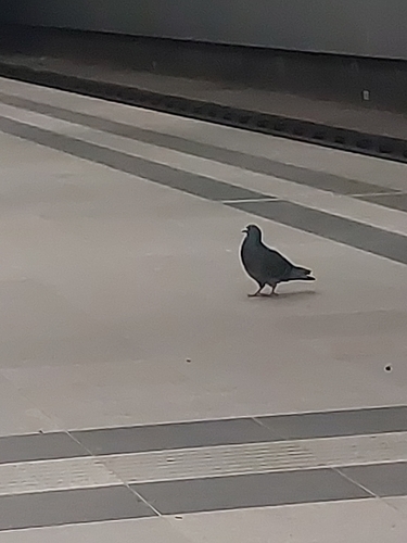 Haustaube observed by knorkater