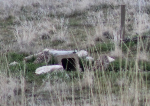 Burrowing Owl observed by graysonponti