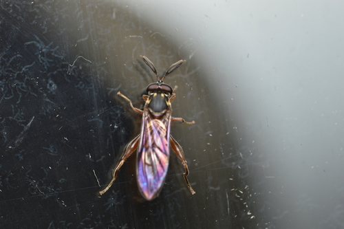 Cacoceria willistoni