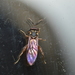 Chalcosyrphus willistoni - Photo (c) Robby Deans, some rights reserved (CC BY-NC), uploaded by Robby Deans