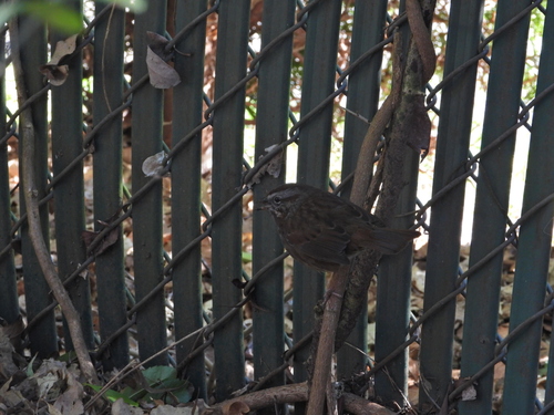 Song Sparrow