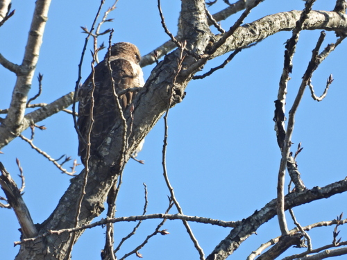 Red-tailed Hawk