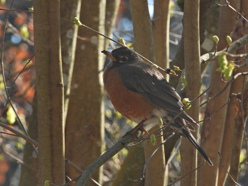 American Robin