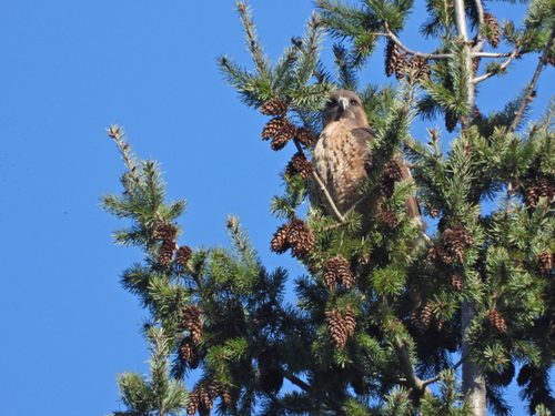 Red-tailed Hawk