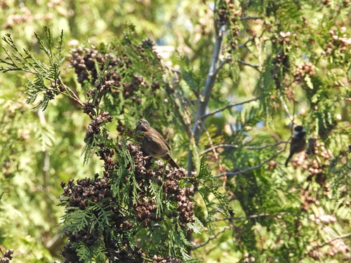 Song Sparrow