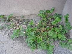 Potentilla tobolensis