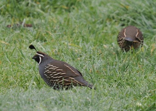 California Quail observed by jmaughn