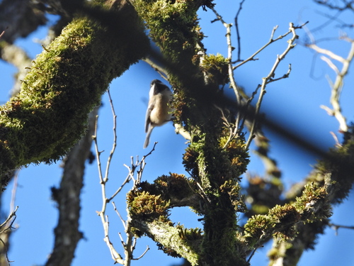Black-capped Chickadee