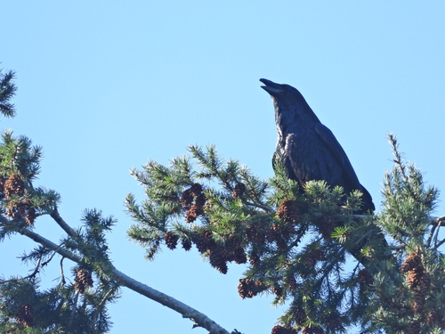 Common Raven