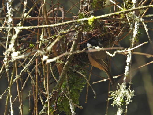 Black-capped Chickadee