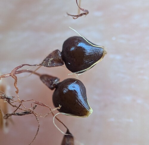 Eleocharis quadrangulata, photograph 1