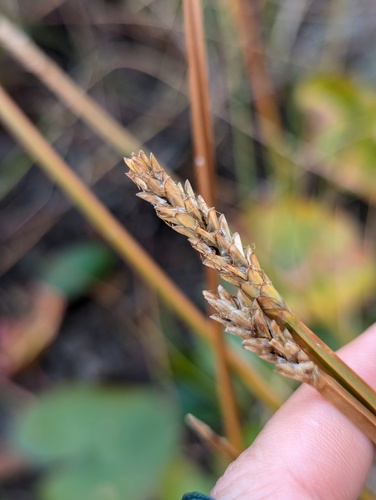Eleocharis quadrangulata, photograph 3