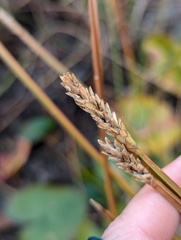 Eleocharis quadrangulata, photograph (c) Zihao Wang, some rights reserved (CC BY)