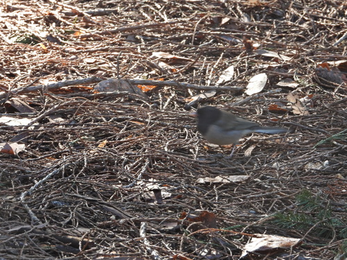 Dark-eyed Junco