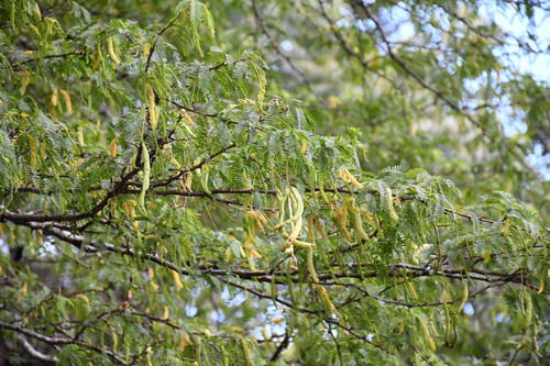 Prosopis juliflora observed 2025-08-01