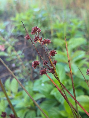 Canada Rush (Juncus canadensis)
