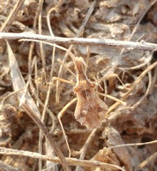 Cercinthus lehmannii