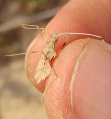 Cercinthus lehmannii