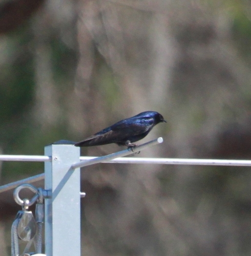 Purple Martin observed by cameron_spartan