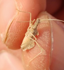 Cercinthus lehmannii